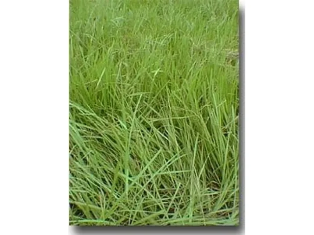 SeedRanch Pensacola Bahia Grass Seed – In-Depth Review