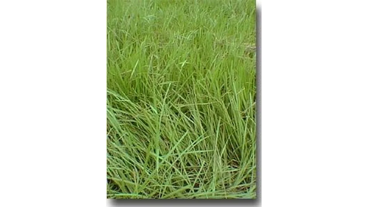 featured 1202
