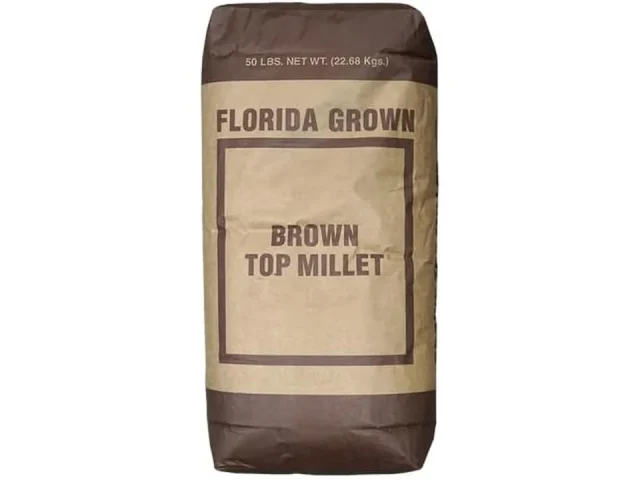 Brown Top Millet Seed – Detailed Review