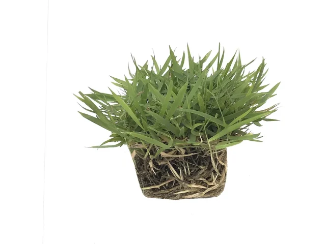 Zoysia Sod Plugs – 72 Large 3″ x – Honest Review