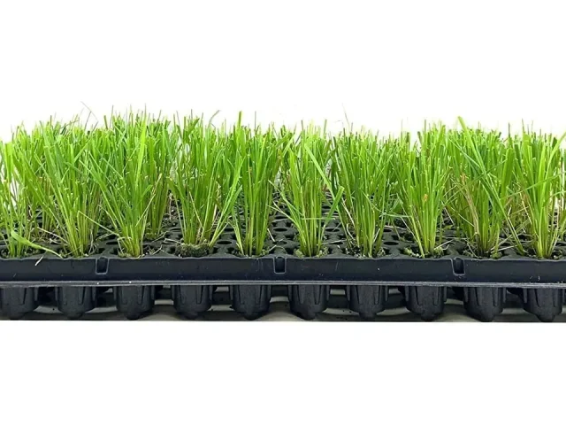 Feather Reed Grass Karl Foerster | 3 Live – Pros & Cons