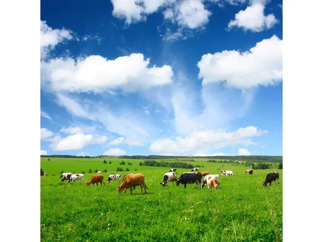Outsidepride Pasture Seed Mix: Honest Review