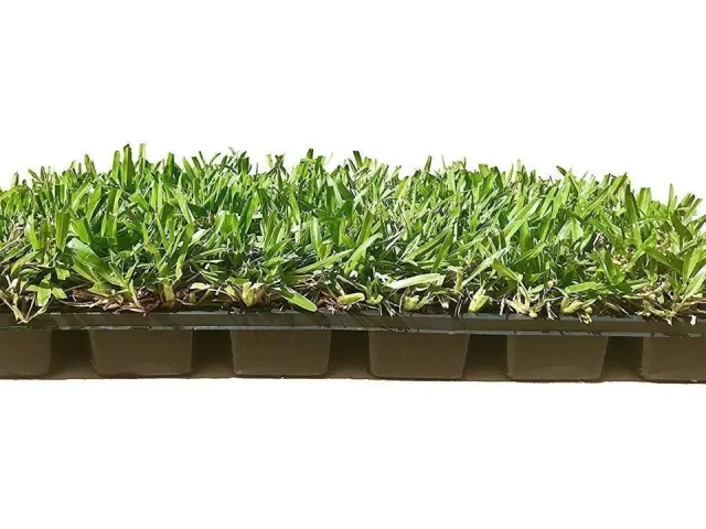 St. Augustine ‘Seville’ Sod – Complete Review