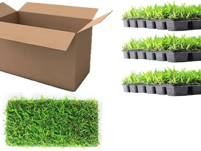Floratam St. Augustine Grass Plugs Box of 72 – In-Depth