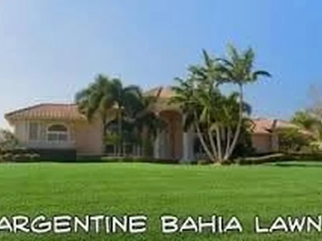 SeedWorld Argentine Bahia Grass Seed – In-Depth Review