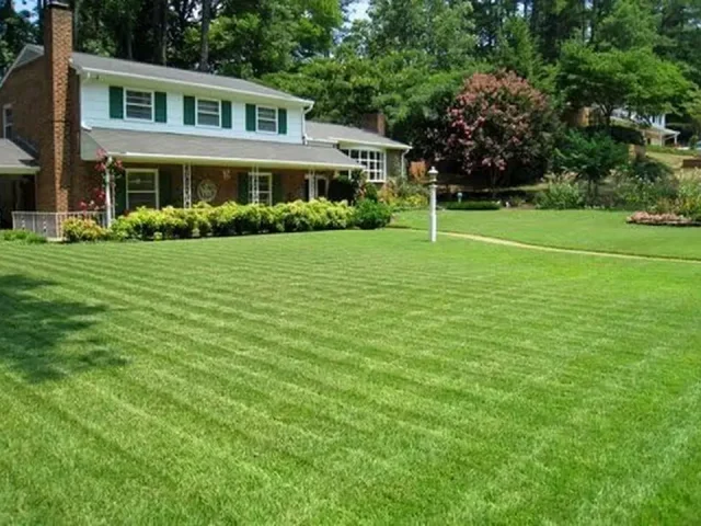 SeedRanch Compadre Zoysia Grass Seed – Honest Review