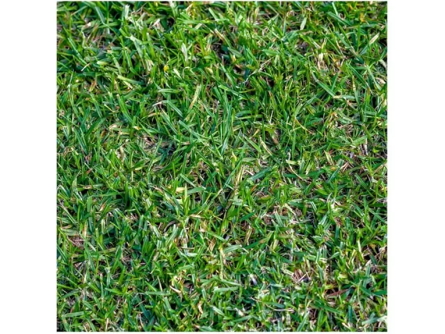 Everwilde Farms – 1 Lb Buffalo Grass Native – In-Depth