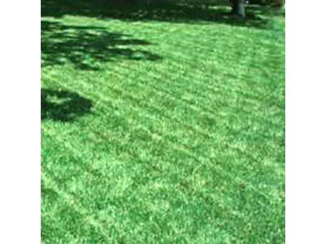 Hancock Seed Co. Chewings Fescue Grass Seeds – Pros & Cons