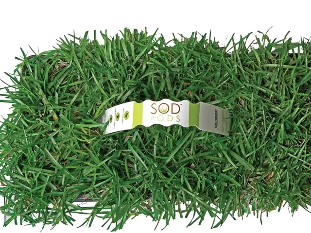 SodPods® Centipede Grass Plugs Lawn Repair – In-Depth Review