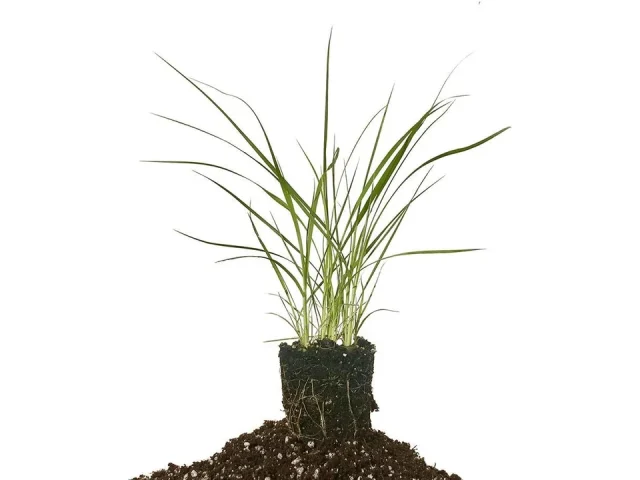 Pampas Grass | 20 Live Plants: Honest Review