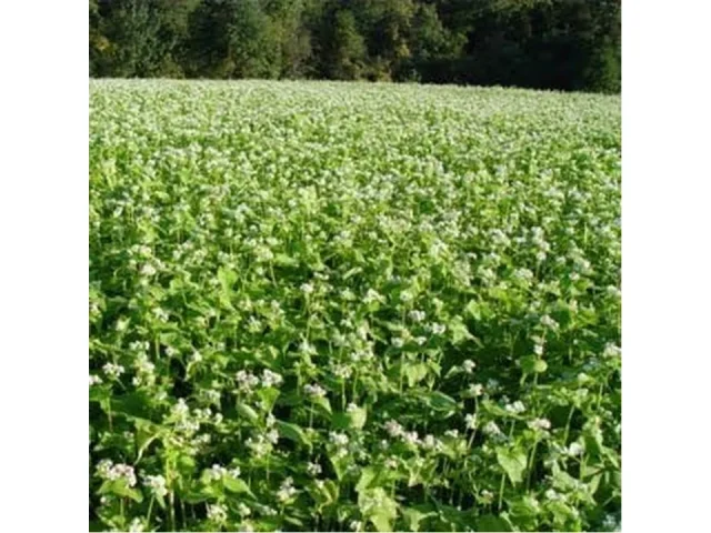SeedRanch Buckwheat Seeds – 50 Lbs. – Honest Review