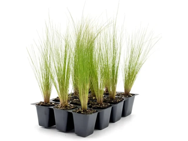 12 Mexican Feather Grass – In-Depth Review