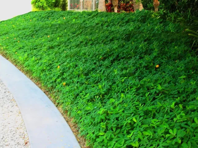 Ornamental Peanut Grass – 20 Live Fully Rooted Plants