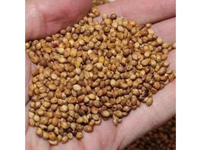 Egyptian Wheat Seed – Pros & Cons