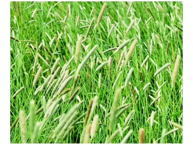 Climax Timothy Grass Seeds – Honest Review