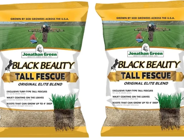 BLACK BEAUTY GRS – In-Depth Review