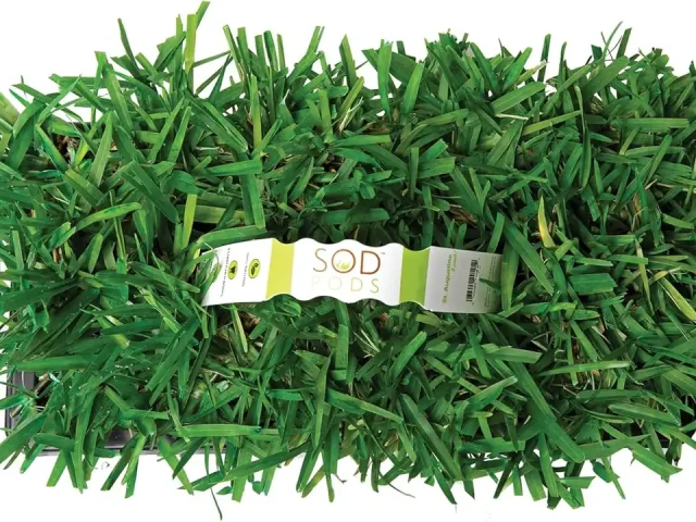 SodPods® St Augustine Floratam Grass Plugs – Pros & Cons