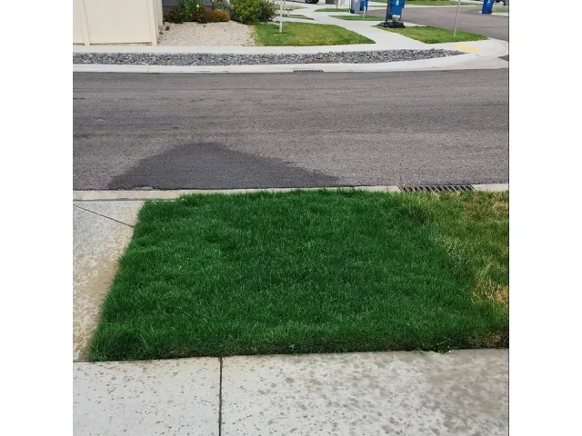 NightShift Dark:30 Perennial Ryegrass – Honest Review