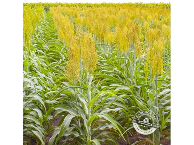 Hancock Seed Co. WGF Sorghum Seeds, 50 lbs. – In-Depth