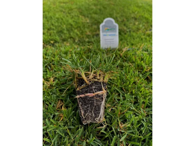 Innovation™ Zoysia Grass – In-Depth Review