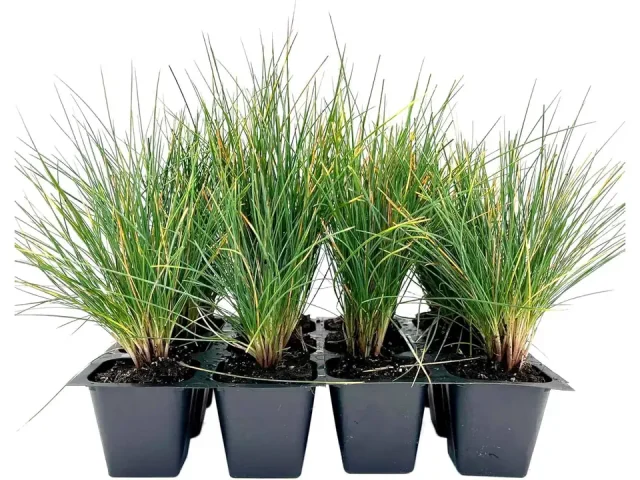 12 Elijah Blue Fescue – In-Depth Review