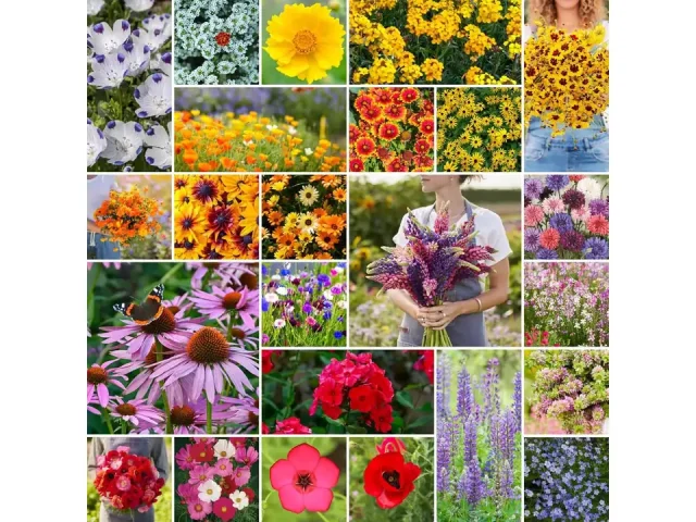 Eden Brothers Southeast Wildflower Mixed Seeds – Detailed