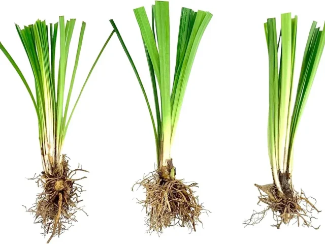 Super Blue Liriope Muscari – 50 Bare Root – Honest Review