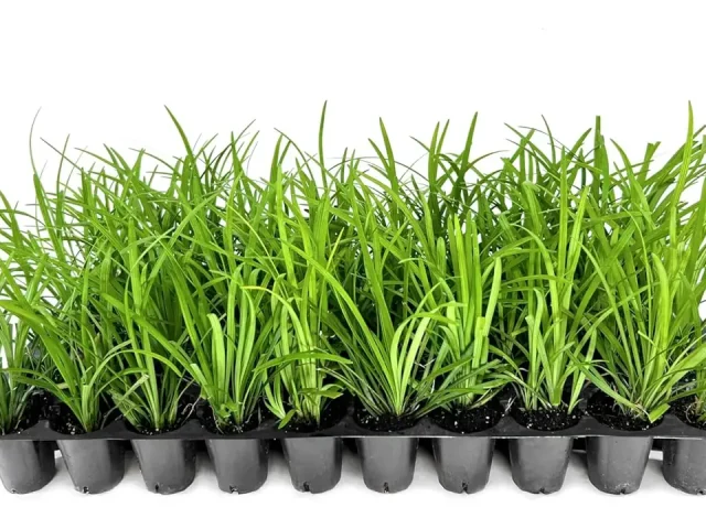 Big Blue Lilyturf | 20 Live Plants | Honest Review