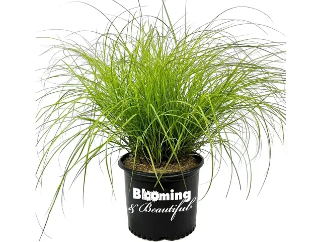 Blooming & Beautiful Adagio Maiden Grass – Honest Review