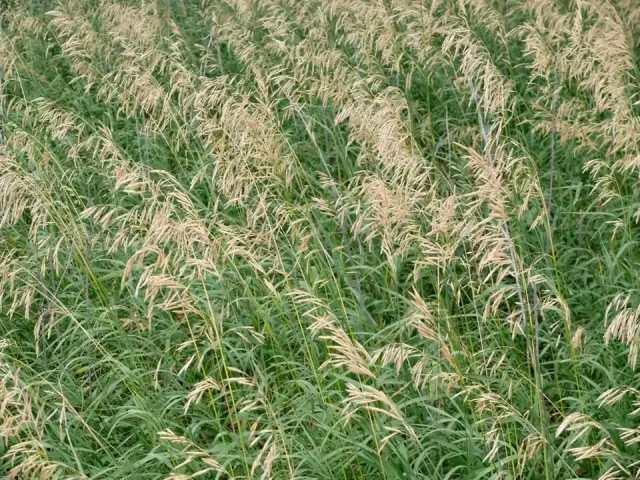 Smooth Brome Grass Seeds: Honest Review