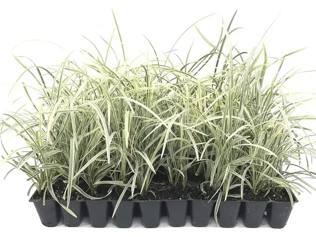 Aztec Grass – 15 Live Plants – Variegated: In-Depth Review