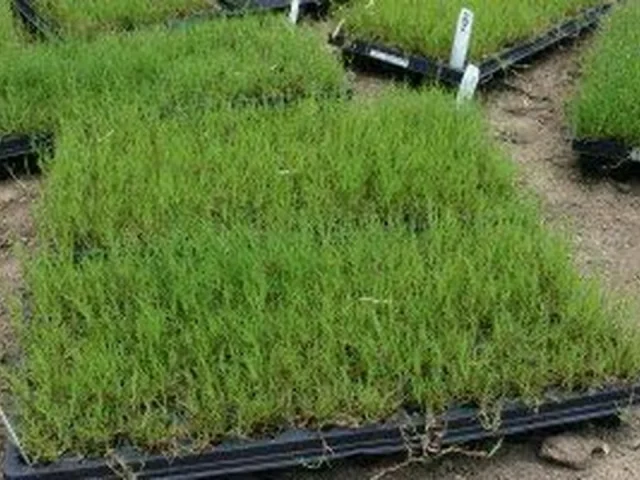 Dog Tuff Grass Plugs – Honest Review