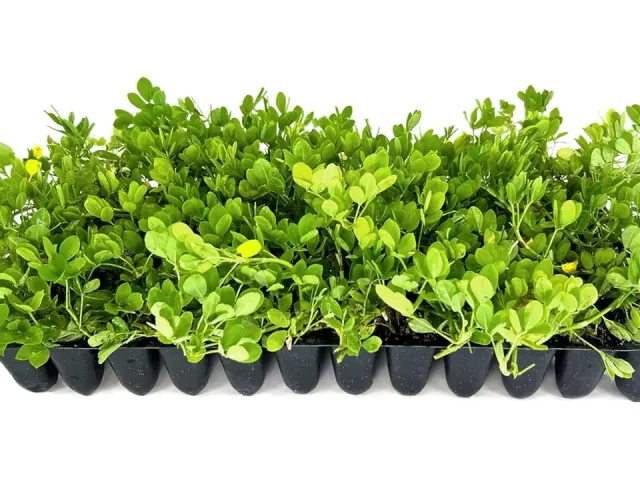 Ornamental Peanut Grass | 20 Live Fully Rooted – Honest