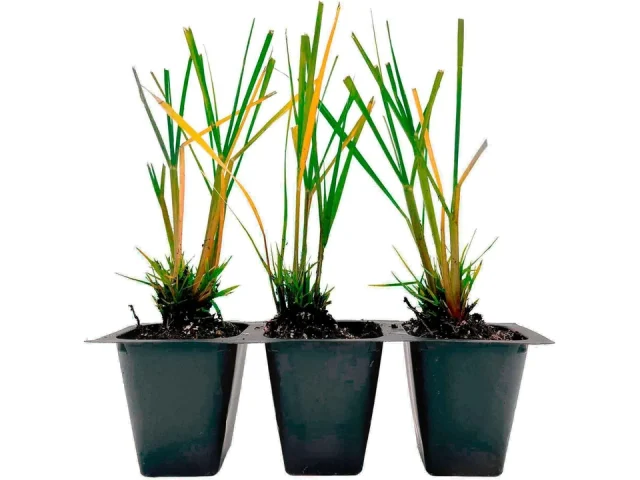 3 Dwarf Fountain Grass ‘Hameln’ – Honest Review
