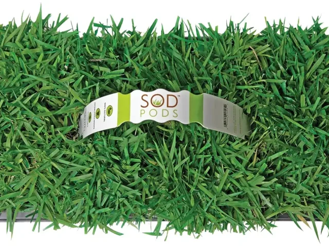 SodPods Zoysia Grass Plugs – Honest Review