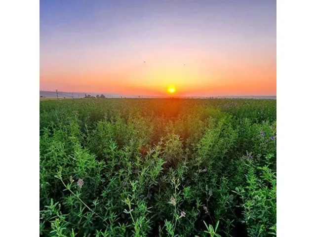 Alfalfa Seeds- Farmer Direct USA Grown- Premium Clean