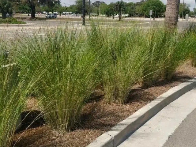 Sand Cord Grass I 3 Large Trade Gallon – Unbiased Review