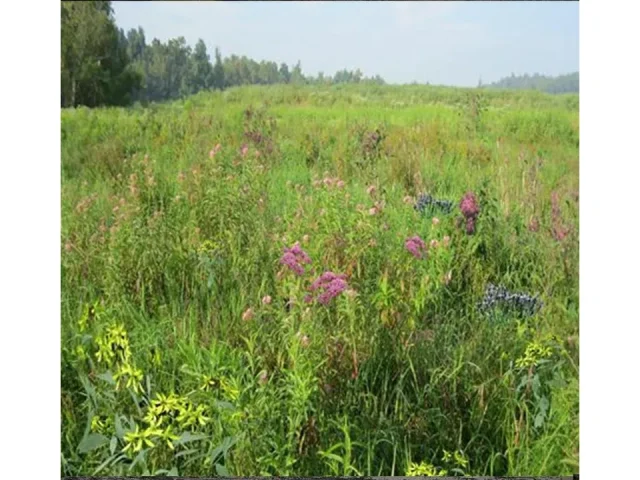 Wetland Meadow Mix, 1 PLS Pound, True – In-Depth Review