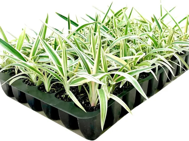 Flax Lily | Variegated Dianella Tasmanica Variegata