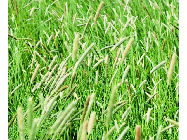 Climax Timothy Grass Seeds – Honest Review