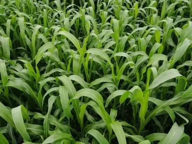 Sorghum Sudangrass Sugar Grazer II Seed: Honest Review