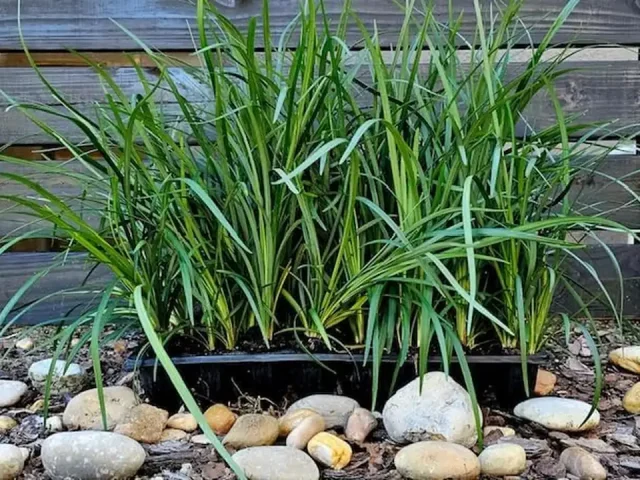Liriope Super Blue Liriope – Honest Review