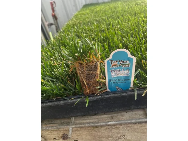 Bella Bluegrass Grass Plugs – Honest Review