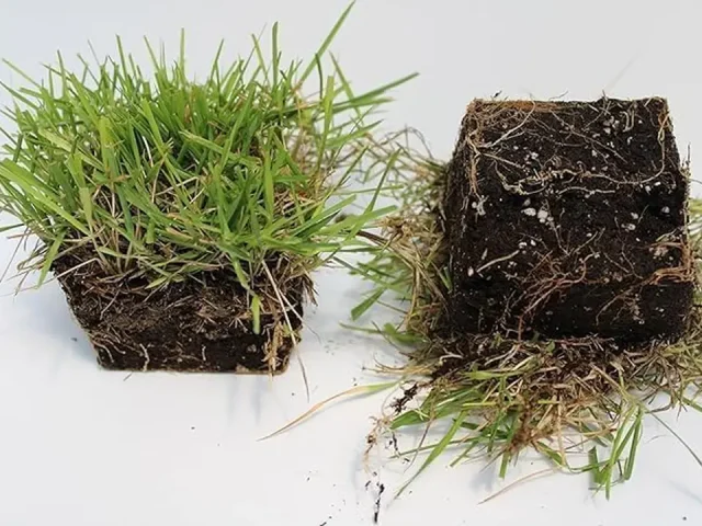 Innovation Zoysia Sod Grass Plug – Complete Review