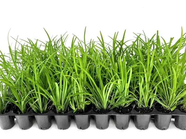 Liriope Big Blue | 20 Live Plants | Honest Review