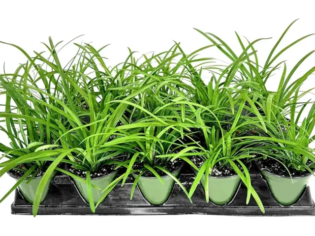 Big Blue Liriope Plants | 1 Live 4 Inch Pot – Honest Review