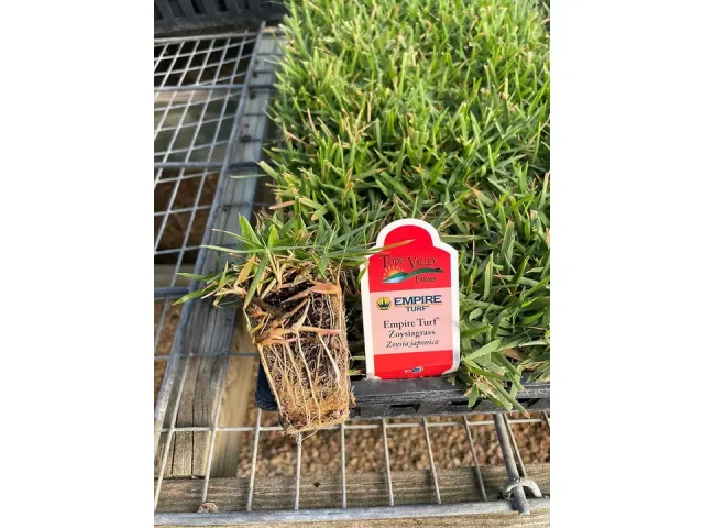 Empire Turf Zoysia Grass Plugs: Honest Review