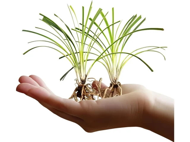 Variegated Liriope | 40 Live Bare Root Pips – Honest Review