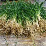 featured 1434