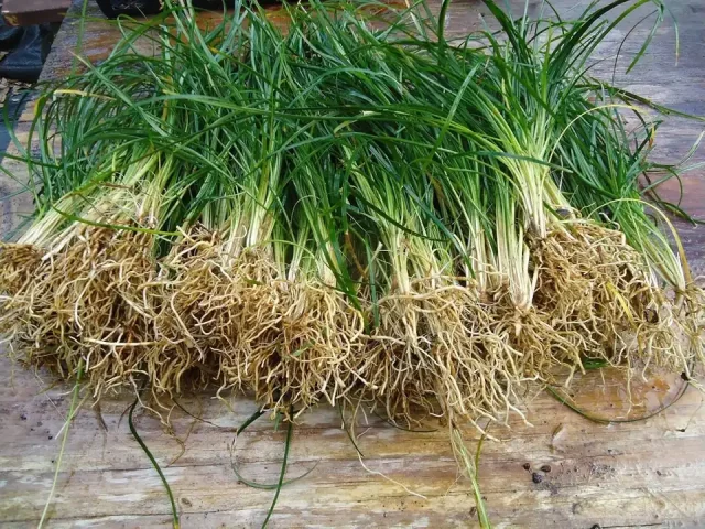 New Healthy Standard MONDO GRASS — 100 bare-root – Pros &